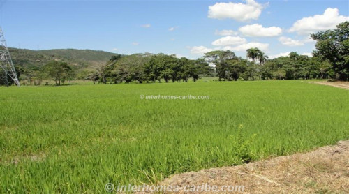 photos for LA VEGA: PRODUCING RICE FARM